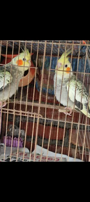 ৩ পিছ কোকাটেল বেবি টেমসাইজ