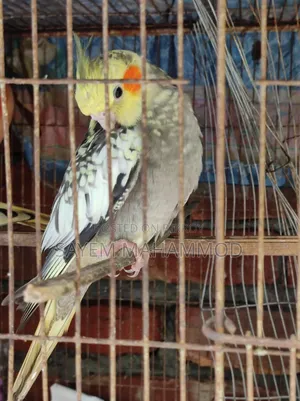৩ পিছ কোকাটেল বেবি টেমসাইজ