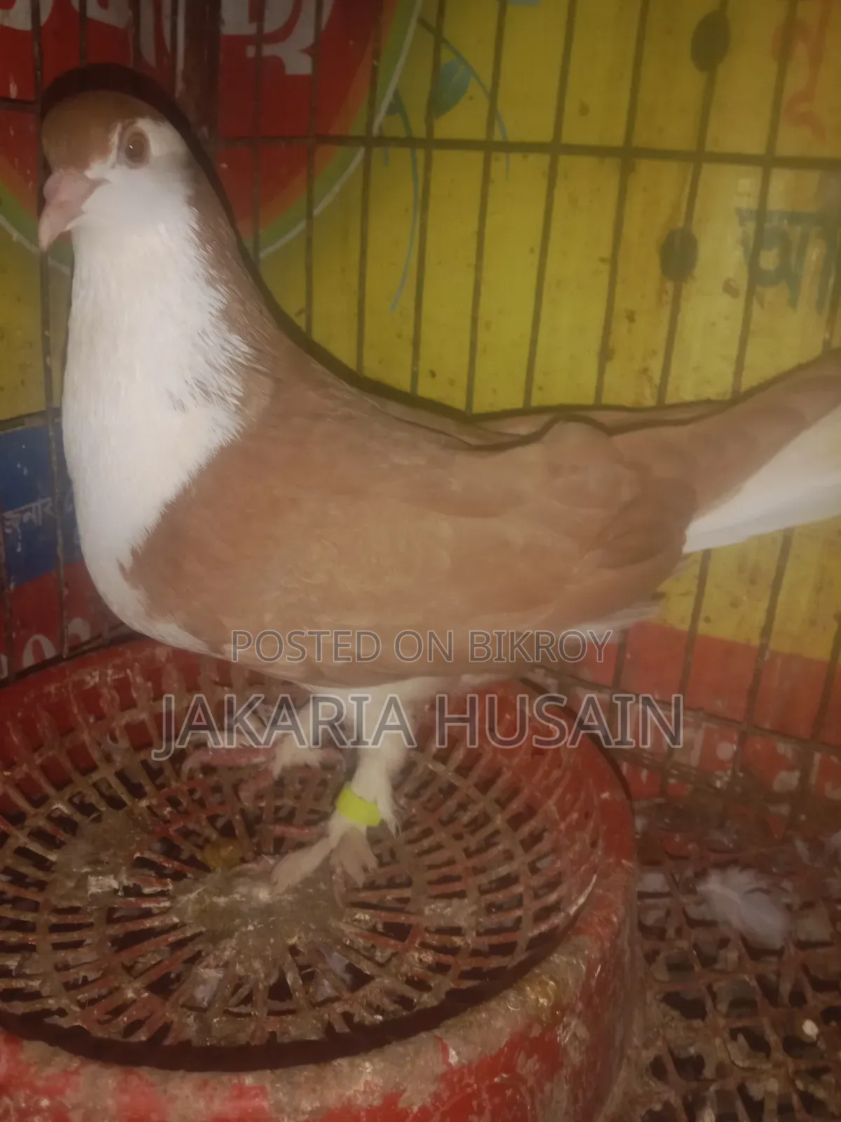 A pigeon for sale