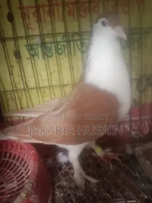 A pigeon for sale
