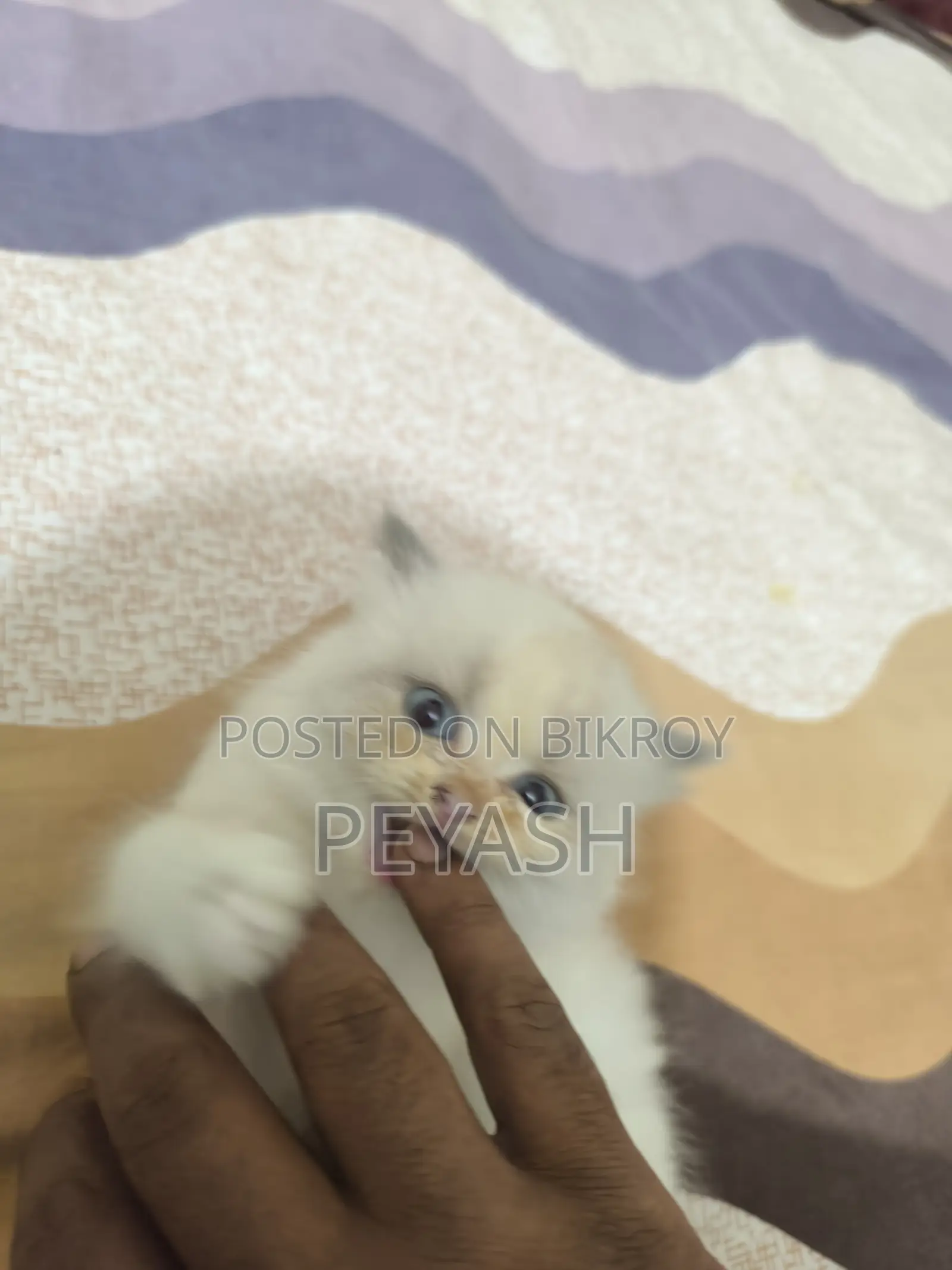 1-3 months Male Purebred Ragdoll