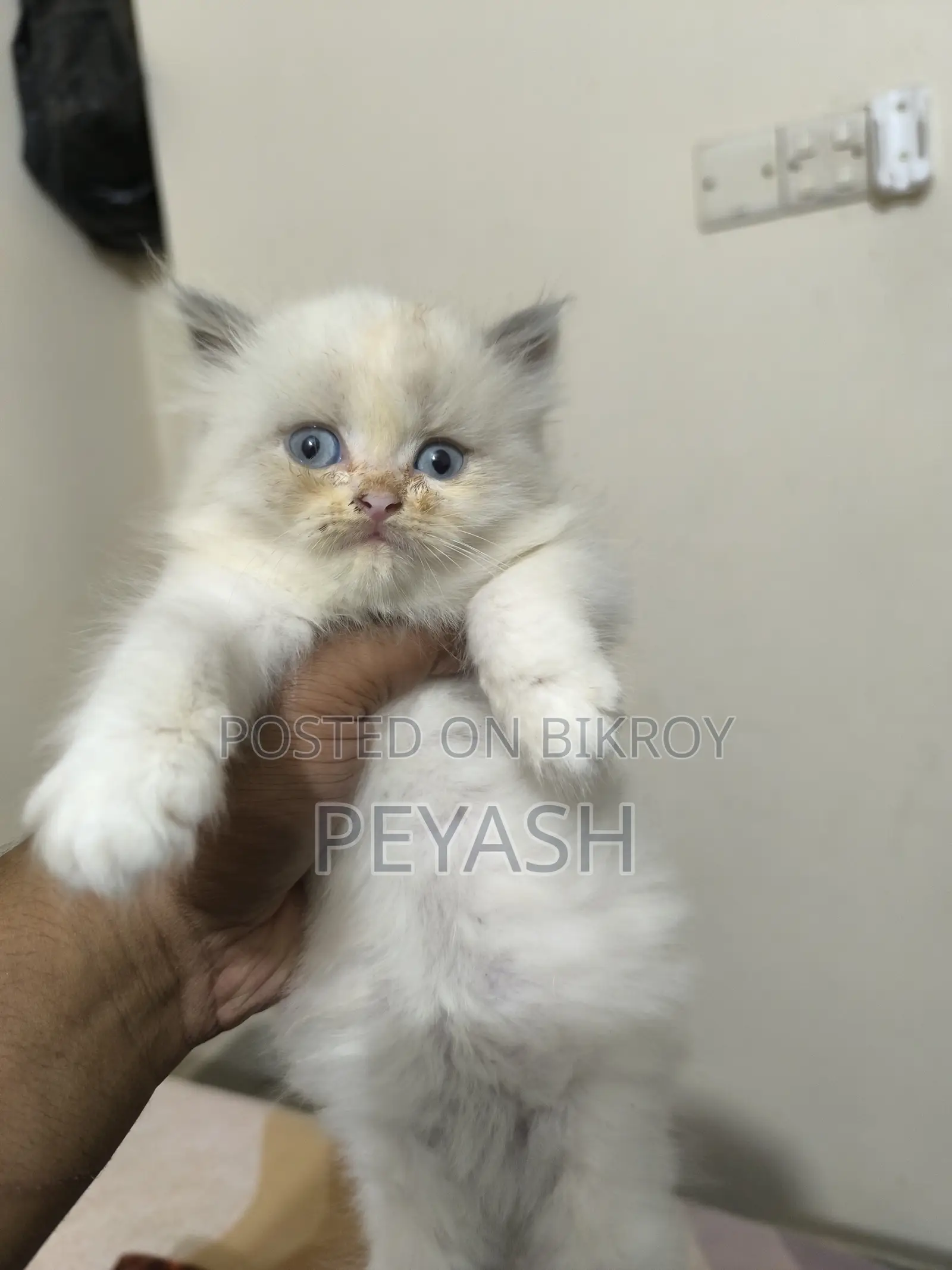 1-3 months Male Purebred Ragdoll