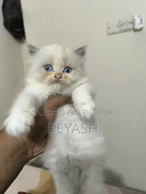1-3 months Male Purebred Ragdoll
