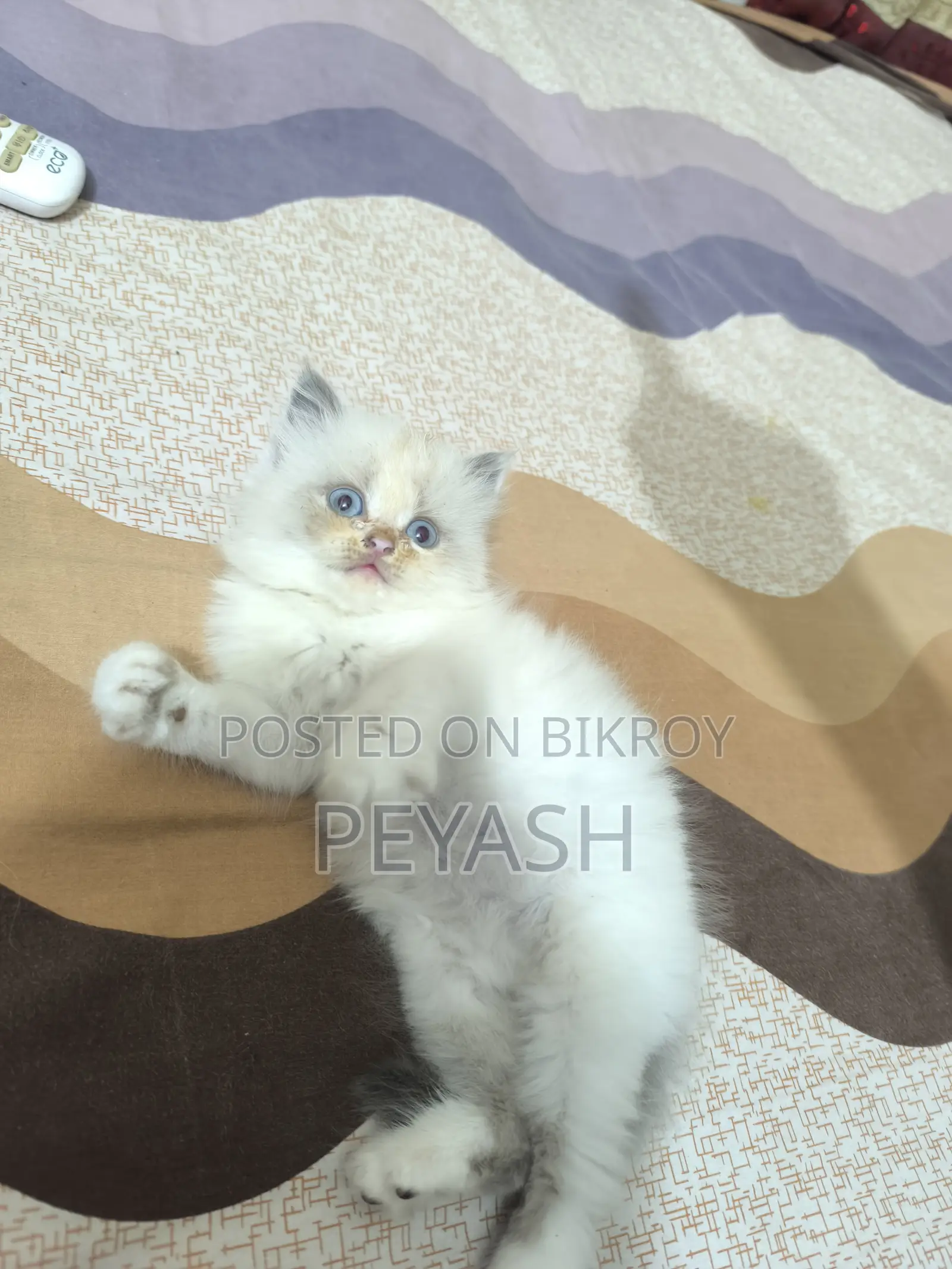 1-3 months Male Purebred Ragdoll