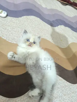 1-3 months Male Purebred Ragdoll