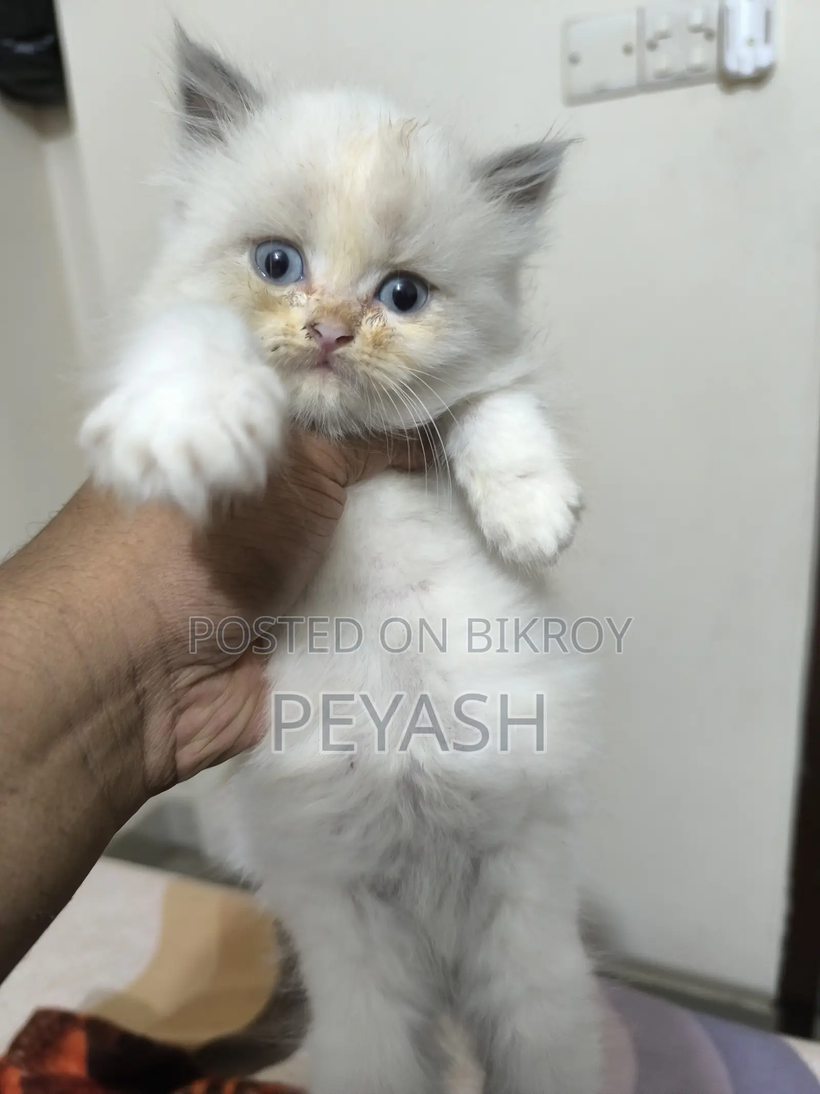 1-3 months Male Purebred Ragdoll