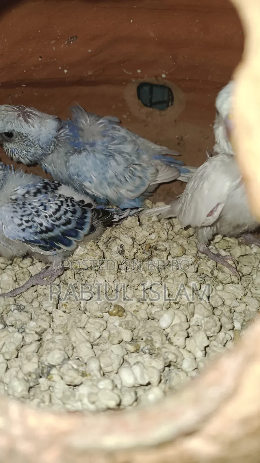 Tame Size Japanese Budgie Baby Sale