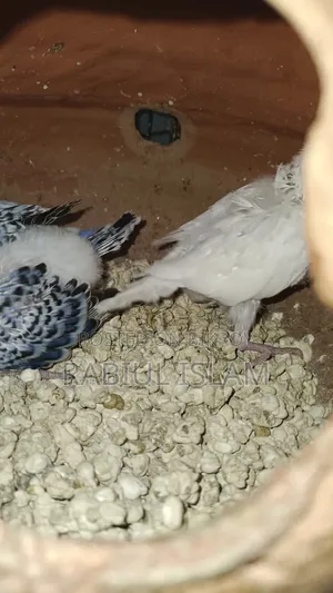 Tame Size Japanese Budgie Baby Sale