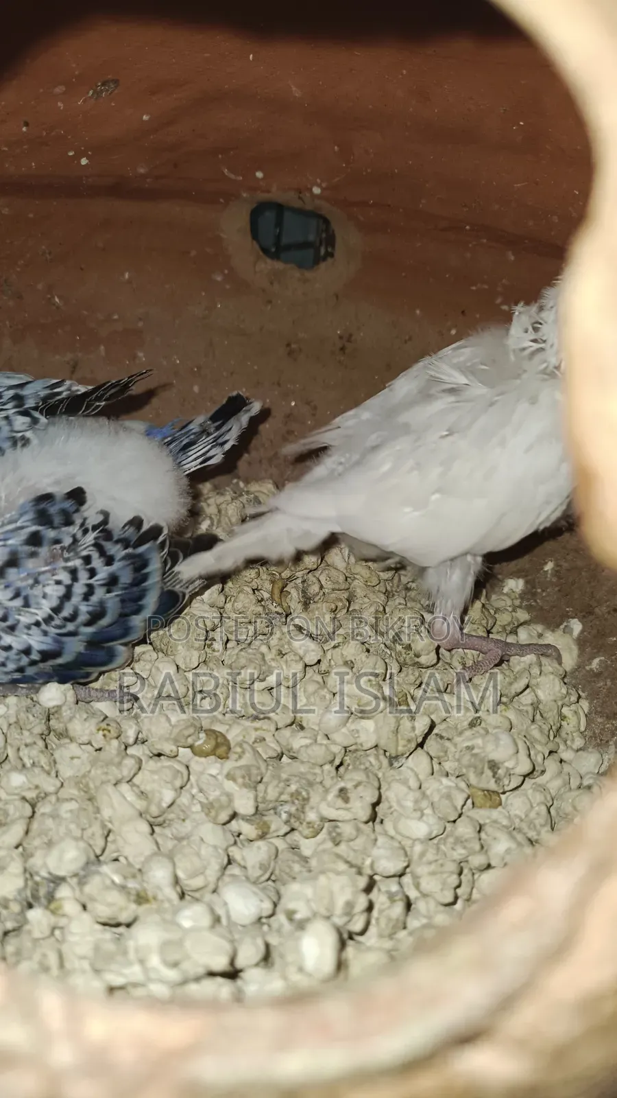 Tame Size Japanese Budgie Baby Sale