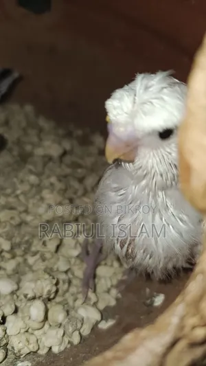 Tame Size Japanese Budgie Baby Sale