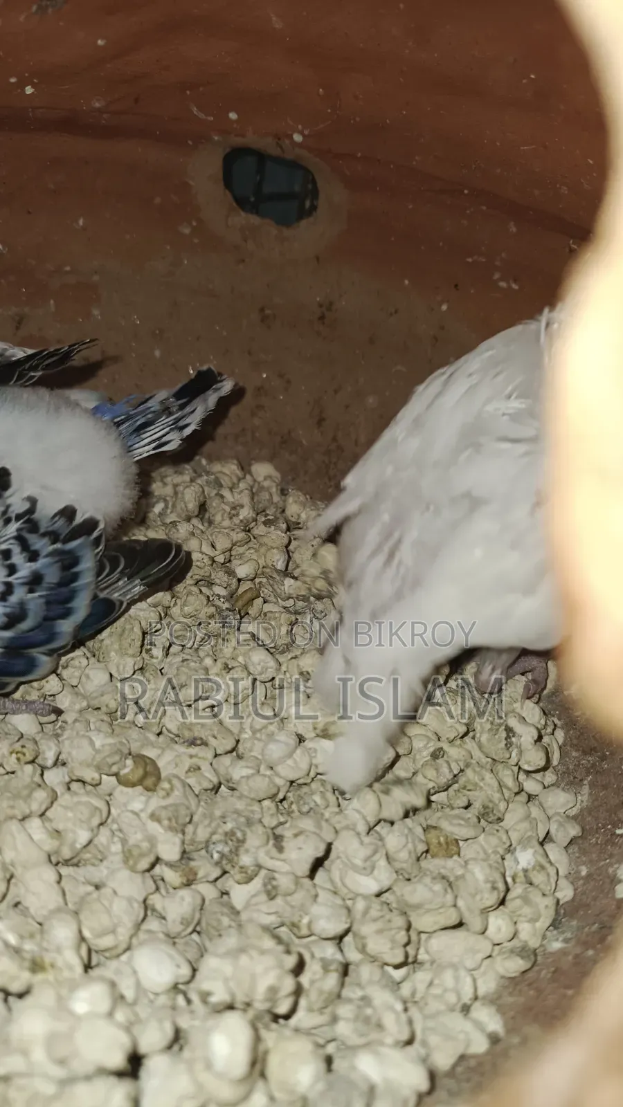Tame Size Japanese Budgie Baby Sale
