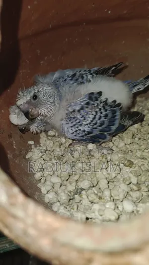 Tame Size Japanese Budgie Baby Sale