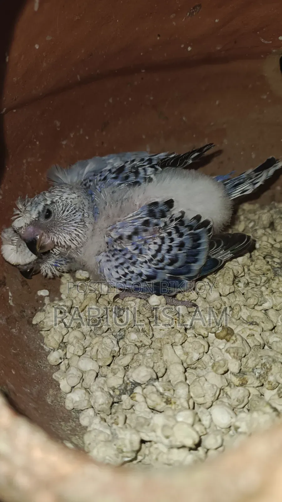 Tame Size Japanese Budgie Baby Sale