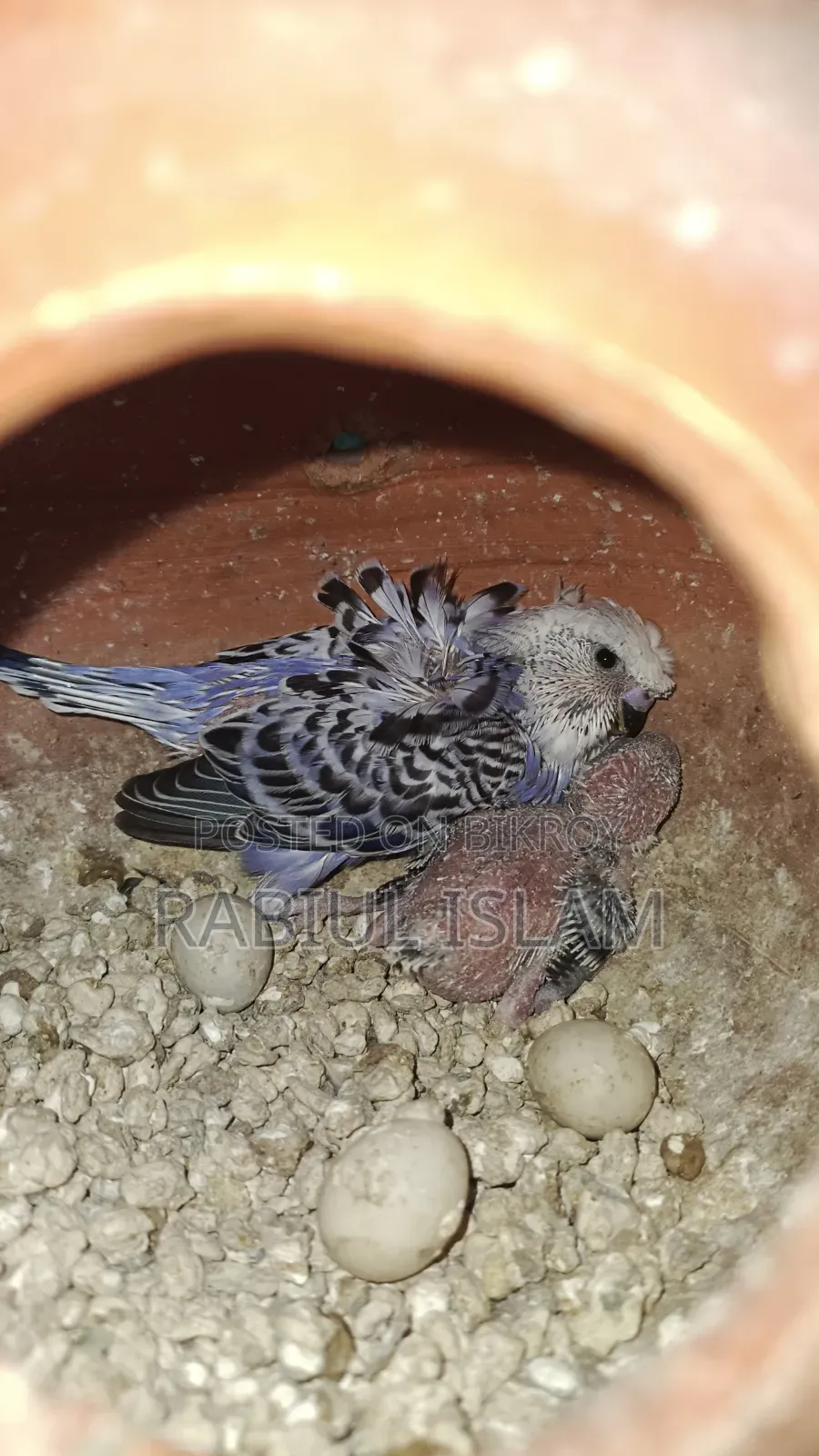 Tame Size Japanese Budgie Baby Sale