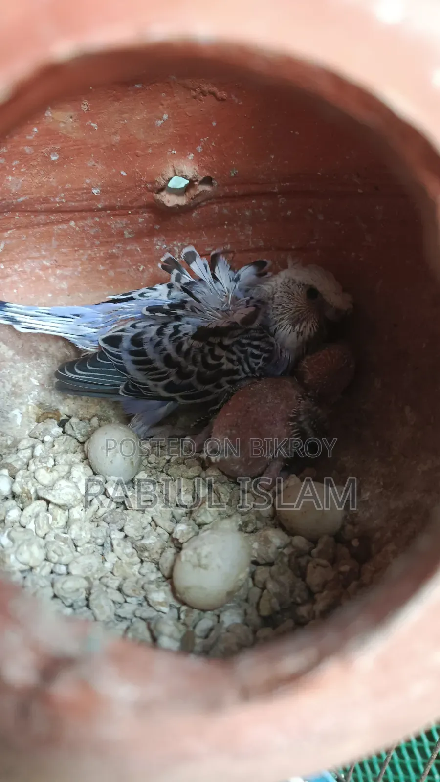 Tame Size Japanese Budgie Baby Sale