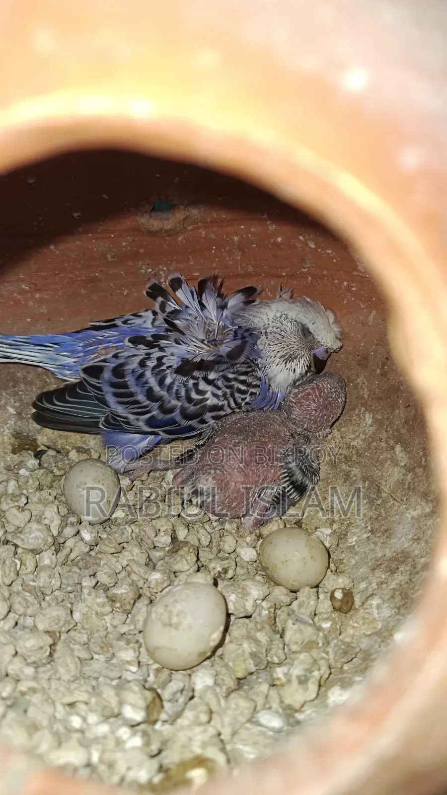 Tame Size Japanese Budgie Baby Sale