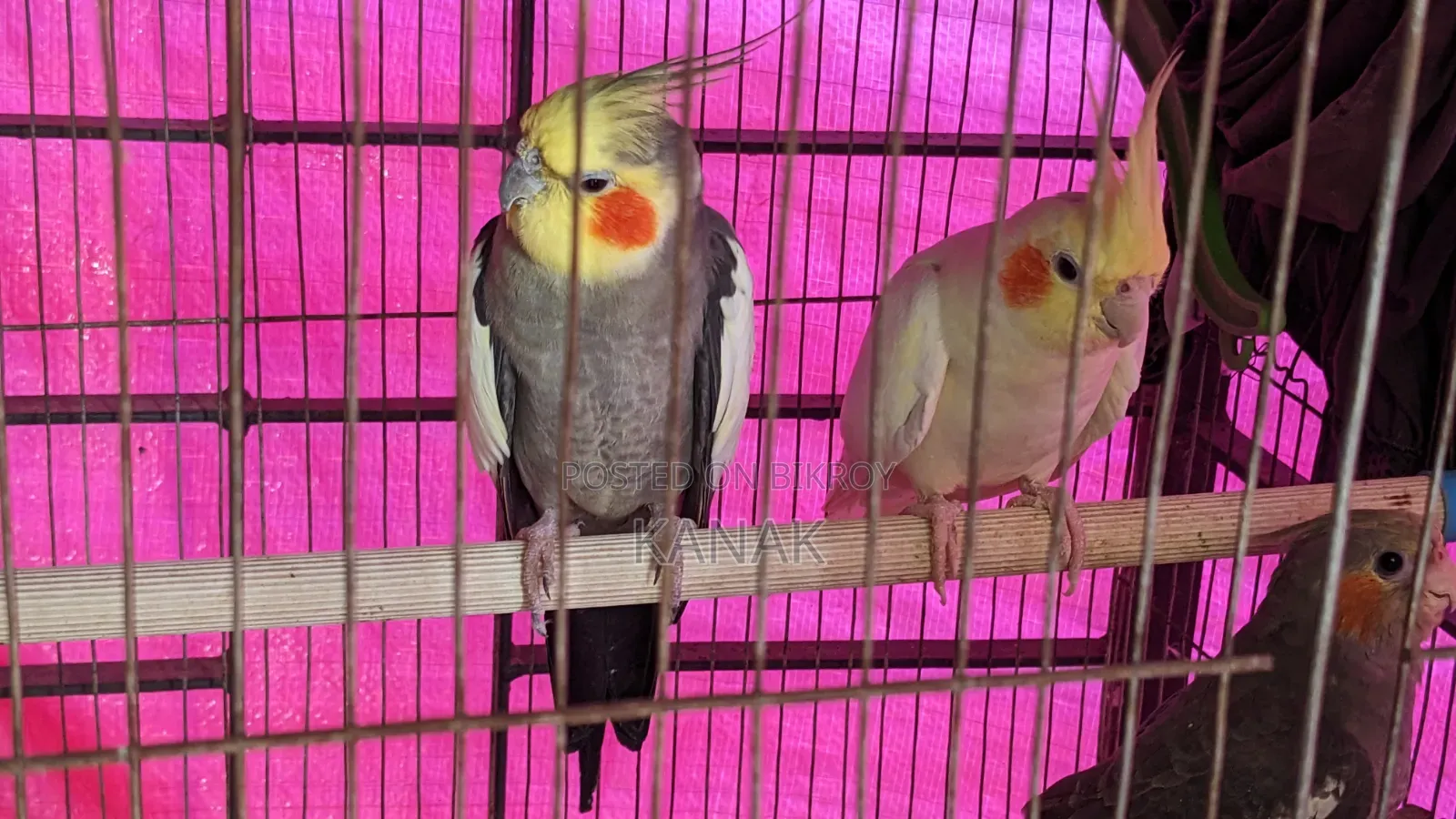 Cockatiel Birds, Pair of Cockatiels for Sale