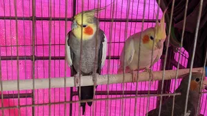Cockatiel Birds, Pair of Cockatiels for Sale