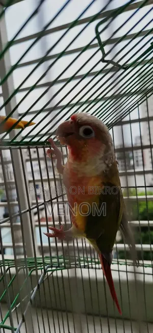 Pineapple Conure