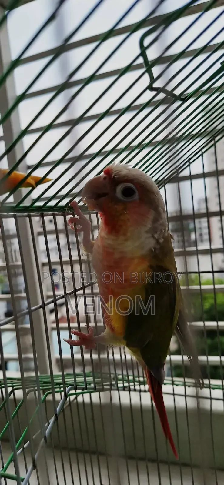 Pineapple Conure