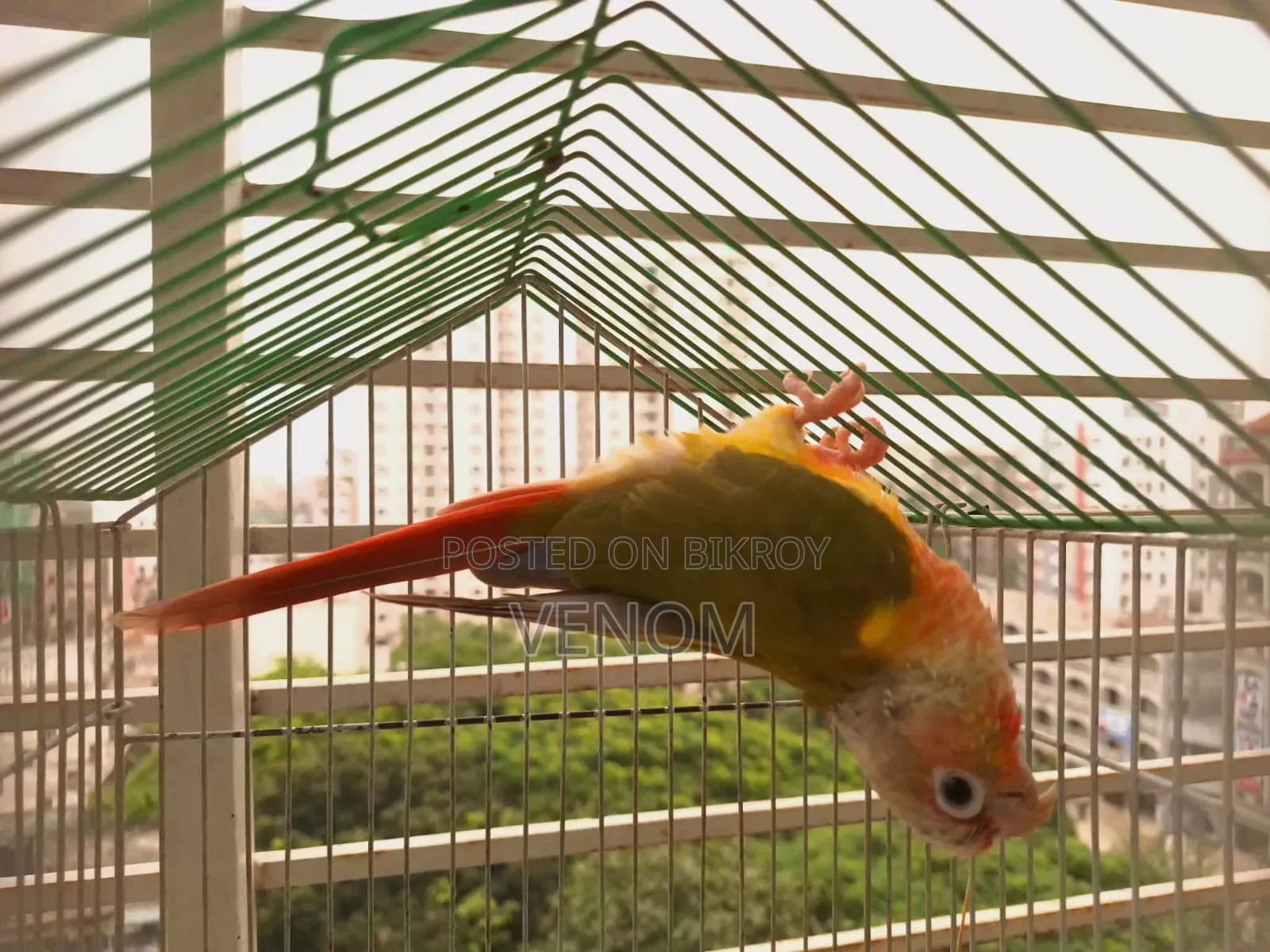 Pineapple Conure