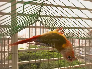 Pineapple Conure