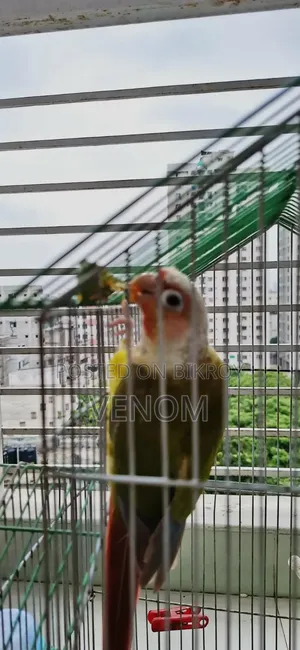 Pineapple Conure