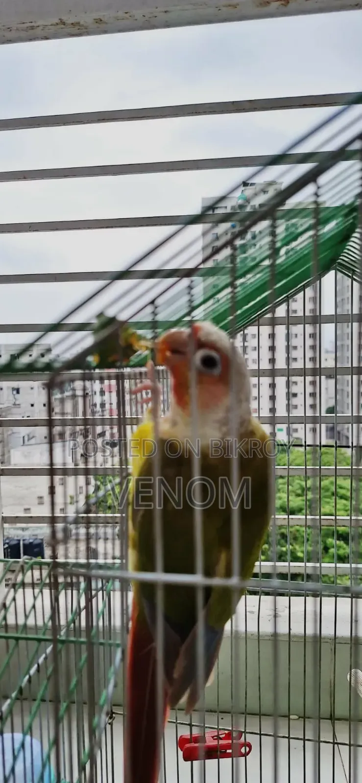 Pineapple Conure