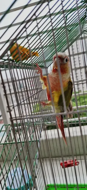 Pineapple Conure