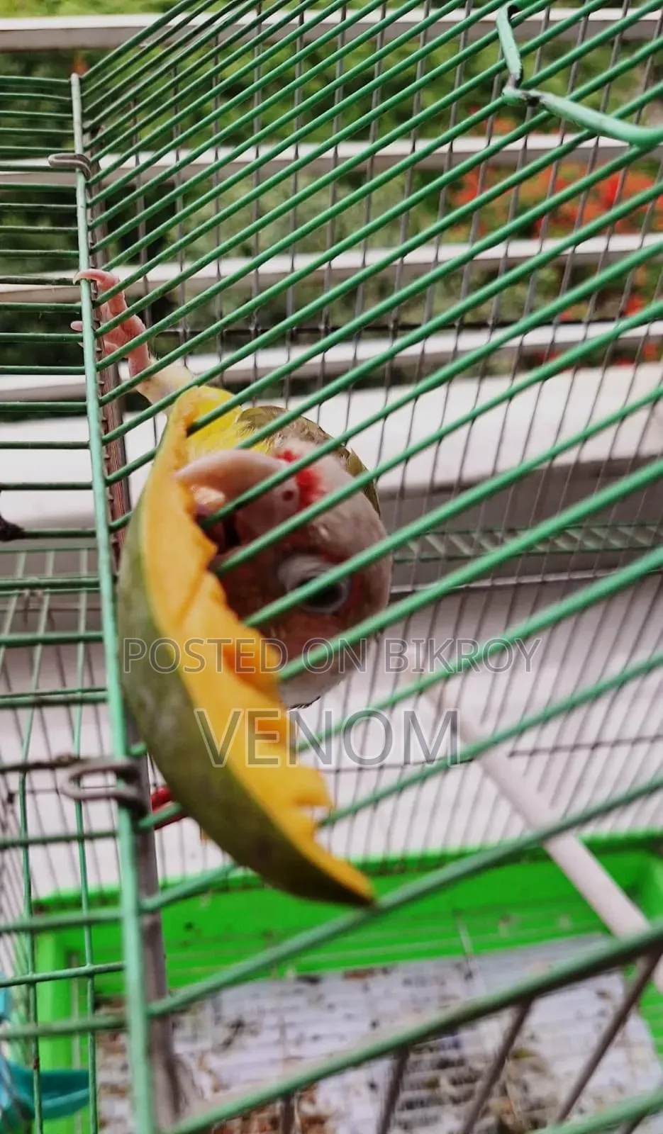 Pineapple Conure