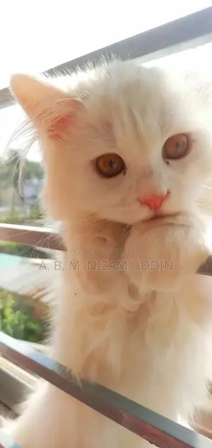 1+ Year Female Purebred Persian