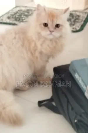 1-3 Months Male Purebred Persian