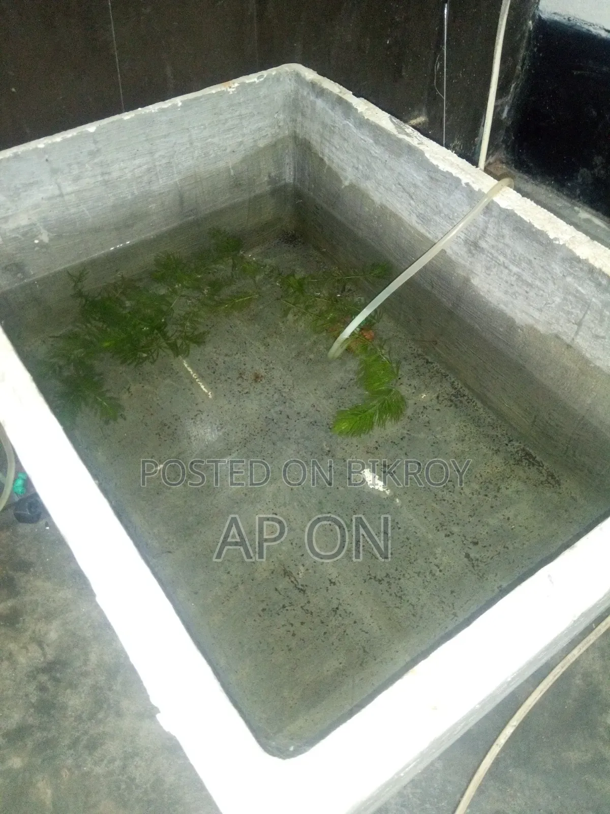 Cement tank for breeding Guppy fish