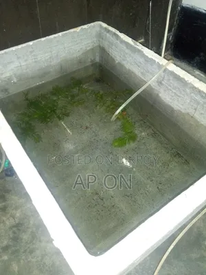 Cement tank for breeding Guppy fish