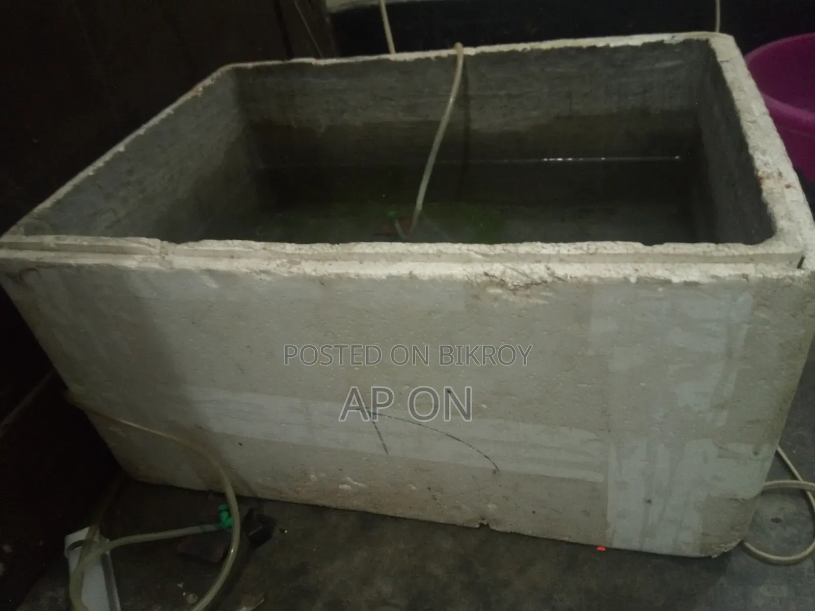 Cement tank for breeding Guppy fish