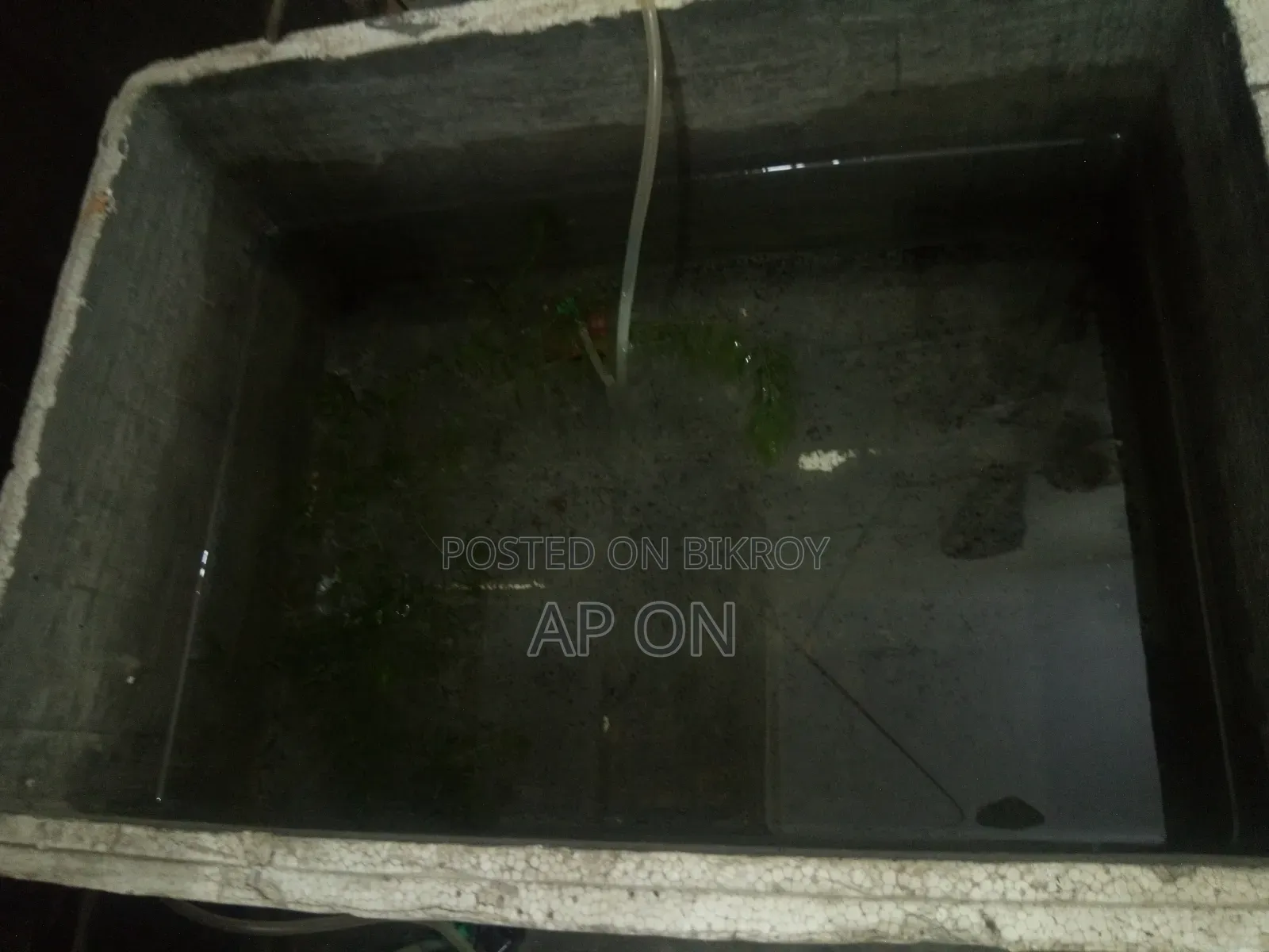 Cement tank for breeding Guppy fish
