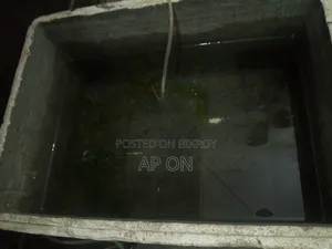Cement tank for breeding Guppy fish