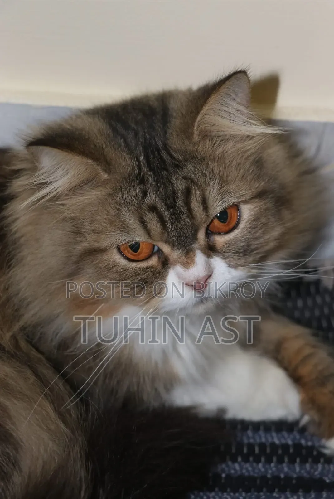 6-12 Months Male Purebred Persian