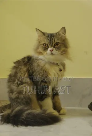 6-12 Months Male Purebred Persian