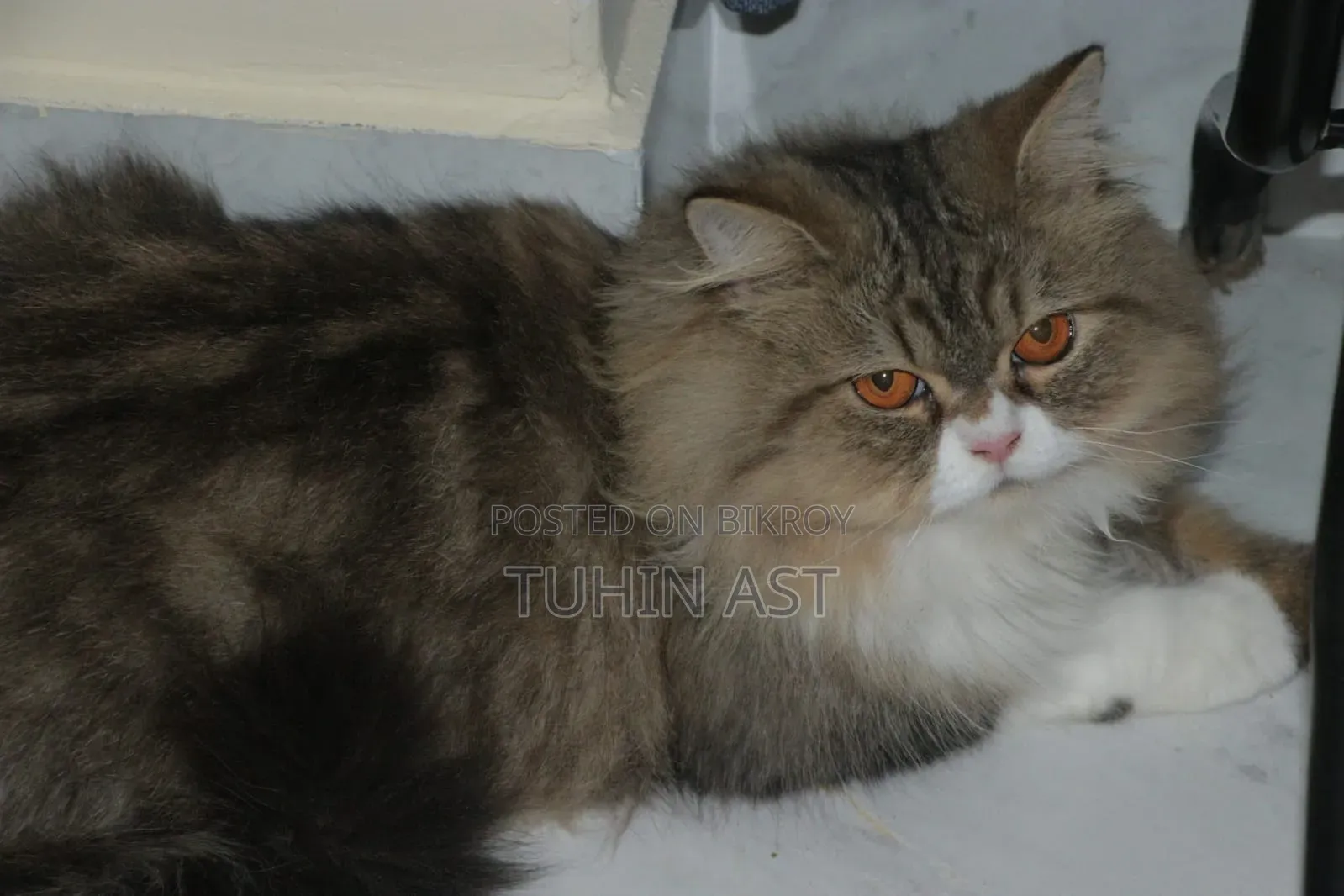 6-12 Months Male Purebred Persian