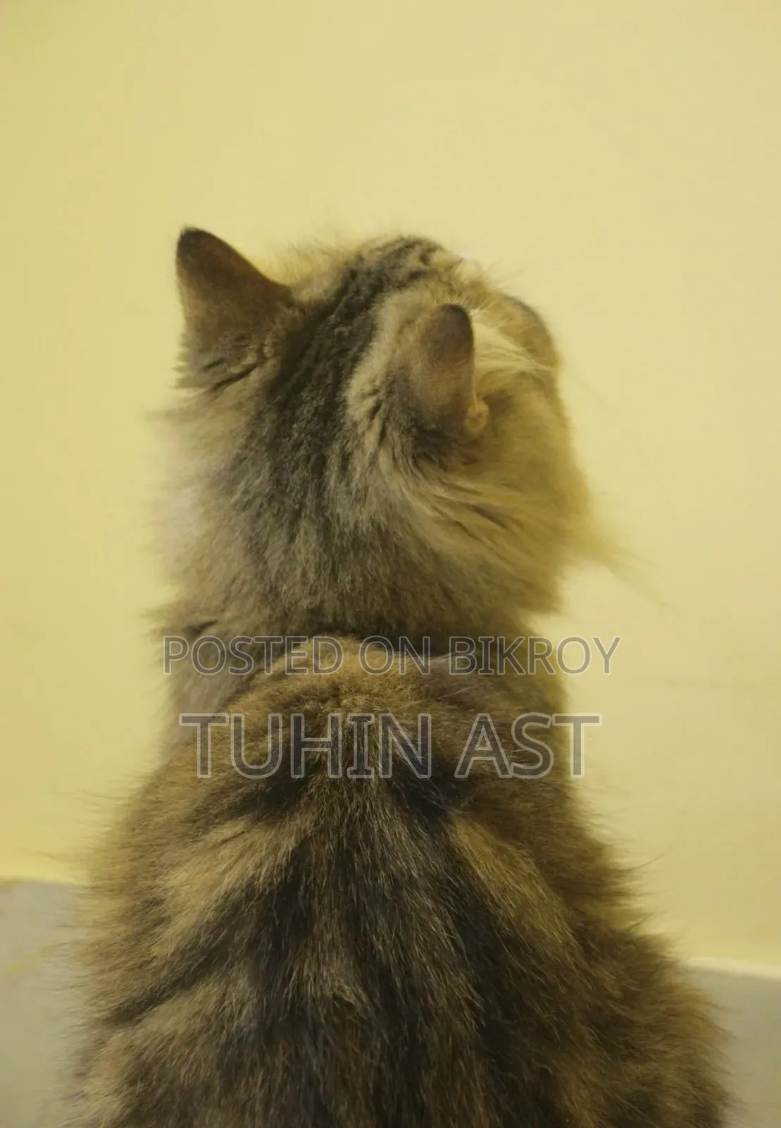 6-12 Months Male Purebred Persian