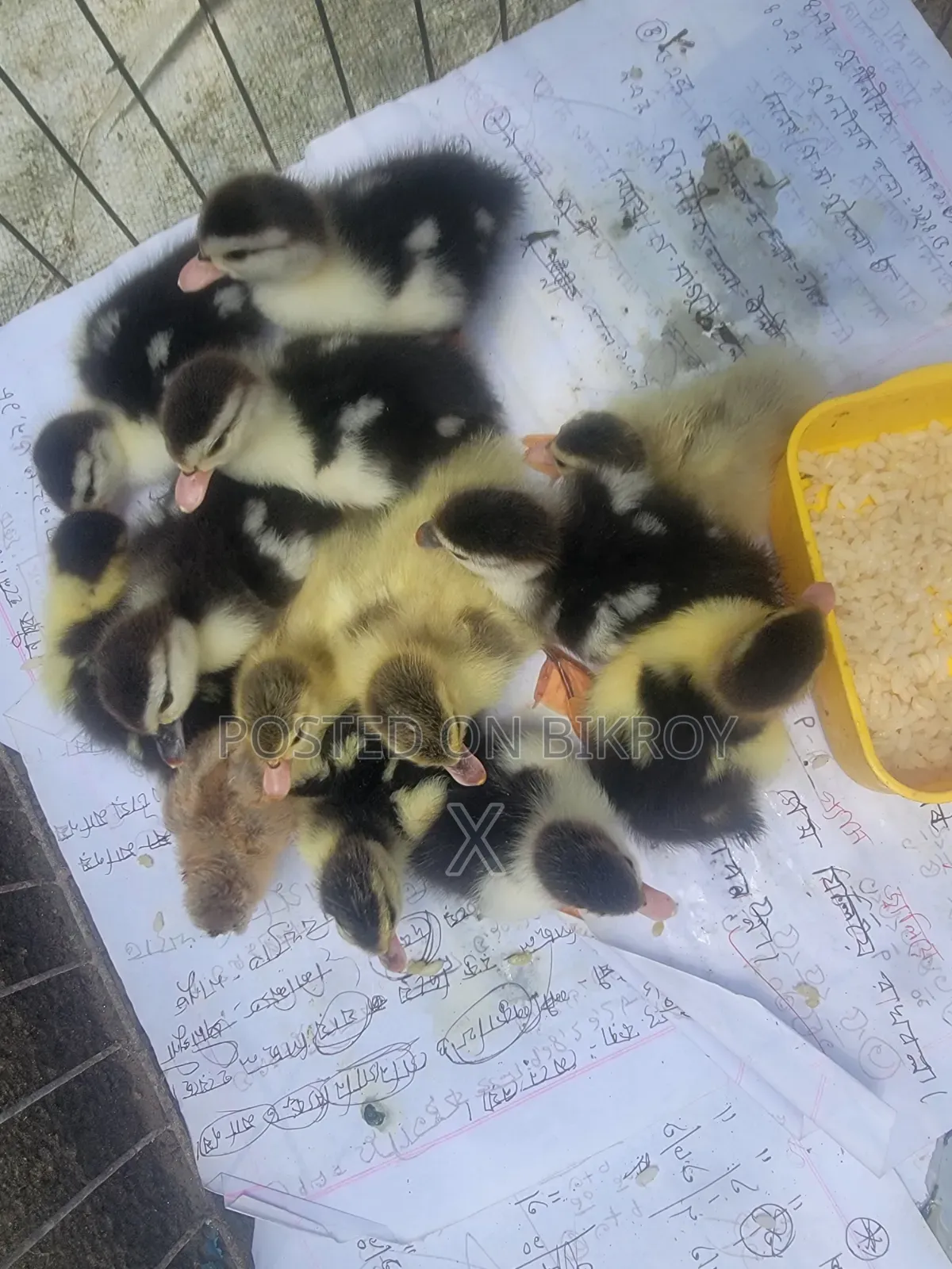 Chena Ducklings (3 Days Old)