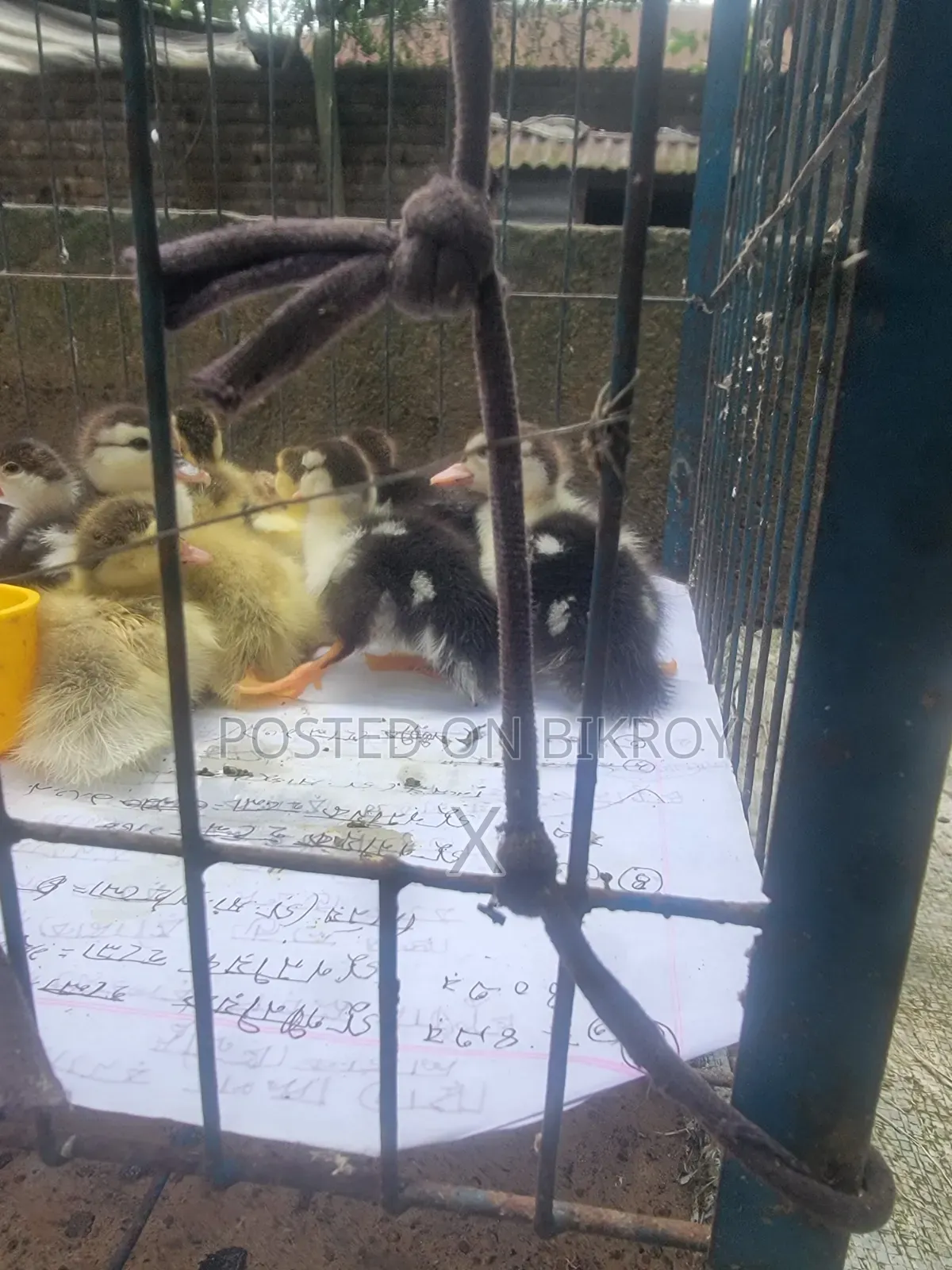 Chena Ducklings (3 Days Old)