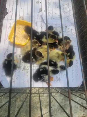 Chena Ducklings (3 Days Old)