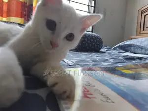3-6 months Female Mixed Breed Persian