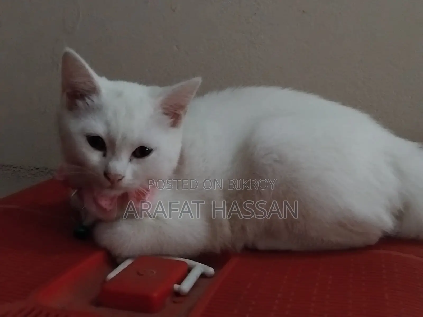 3-6 months Female Mixed Breed Persian