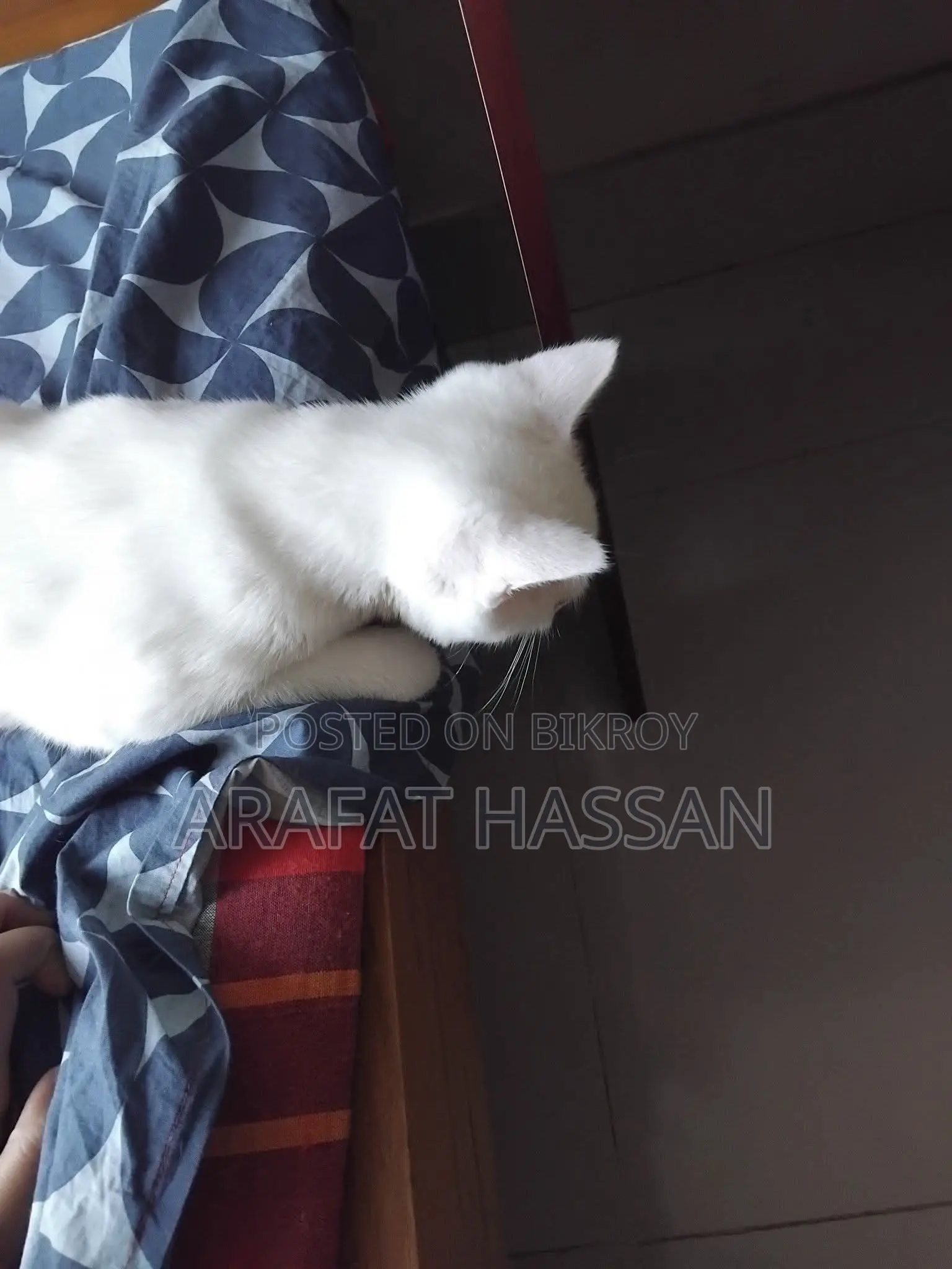 3-6 months Female Mixed Breed Persian