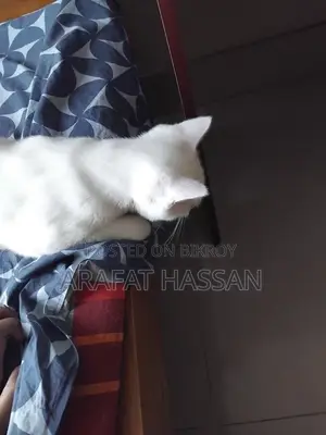 3-6 months Female Mixed Breed Persian