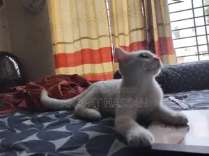 3-6 months Female Mixed Breed Persian