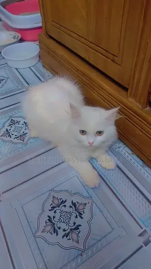 1-3 Months Male Purebred Persian